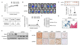 췌장암 orthotopic 모델에서 PAK4 knockdown이 암성장 및 전이에 미치는 영향 평가