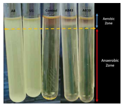 Growth of isolates in FTM media