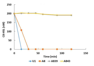 AHL degradation in anaerobic condition