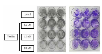 Image of biofilm test. (Left) biofilm of D. vulgaris. (Right) biofilm stained with crystal violet