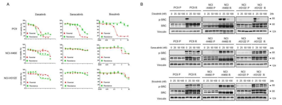 SRC 표적치료제들이 PEM 내성세포 사멸과 SRC 단백질 발현에 미치는 영향 평가