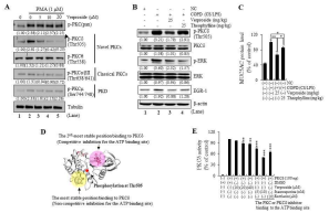 Verproside의 PKCδ 인산화 억제와 그 하위 인자들의 변화 확인