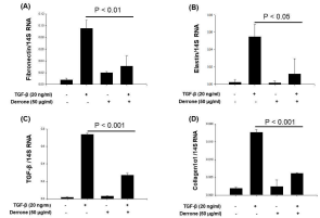 Derrone의 TGF-β1 처리에 따라 증가 한 폐 섬유화 지표 인자 억제 효과