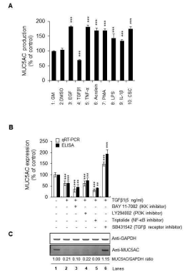 TGF-β1에 의한 MUC5AC 단백질 발현 감소