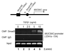 TGF-β1에 의해 활성화된 Smad3 단백질이 MUC5AC 프로모터 부위에 결합