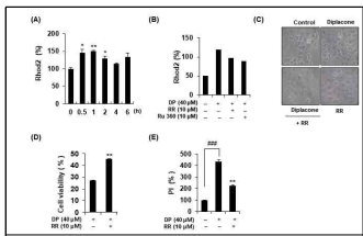 DP의 미토콘드리아 칼슘 흡수 촉진 효과 Derrone이 MRC-5 세포의 세포 생장에 미치는 영향