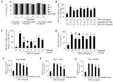 YPL-001의 6 가지 구성 화합물과 NF-kappaB 활성 억제 효능 비교, 그리고 염증 매개 인자의 분비 억제