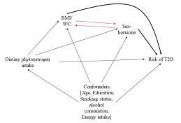 DAG Model of Phytoestrogens and Diabetes Risk Considering Sex Hormones (Hypothetical directed acyclic graph models)