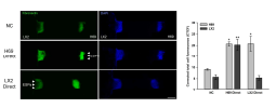 미세유체소자 공동 배양 후 Fibronectin 및 DAPI로 면역염색한 image (좌), Fibronectin 발현량을 정량한 그래프 (우)