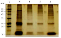 . SDS-PAGE를 통하여 확보된 분비배설물 구성 단백질 확인 M. Protein size marker, Lane 1. 기확보 분비배설물 2. 신규 확보 1차 분비배설물 3. 신규 확보 2차 분비배설물 4. 신규 확보 3차 분비배설물