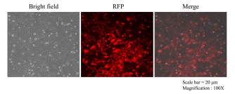 H69-RFP stable cell line 형광 발현 확인