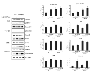 ESP 처리한 LX2 세포의 상층액을 넣고 배양한 H69 세포의 IL6, TGF-1, EMT, fibrosis 연관 단백질 발현 변화 확인