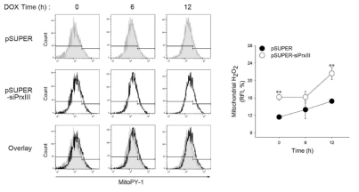 PrxIII 발현 억제 시, Doxorubicin에 의한 미토콘드리아 H2O2 증가