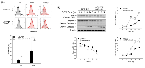 PrxIII 발현 억제 시, H/R에 의한 미토콘드리아 매개성 apoptosis 증가