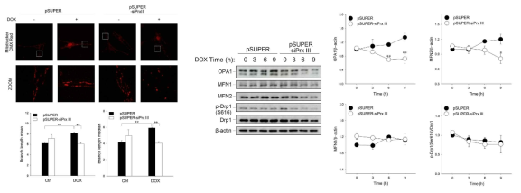 PrxIII 발현 억제 시, H/R에 의한 미토콘드리아 매개성 apoptosis 증가