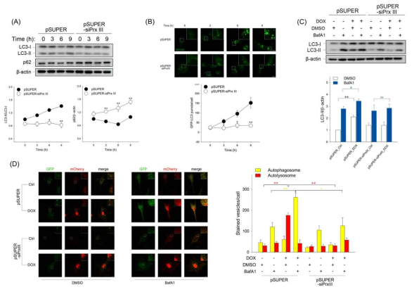 PrxIII 발현 억제 시, doxorubicin 자극 시간에 따른 autophagy flux의 변화