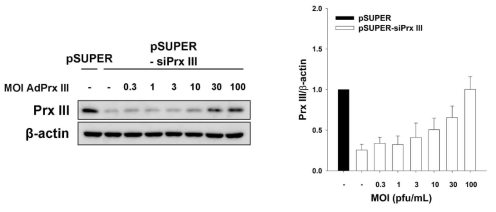 MOI별 Prx III adenovirus에 의한 Prx III 발현량