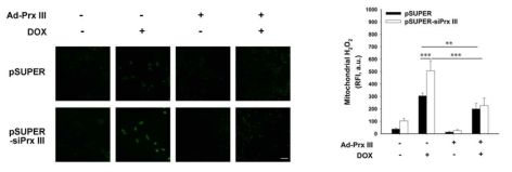 Prx III 재발현 시, doxorubicin에 의한 미토콘드리아 H2O2 증가 억제