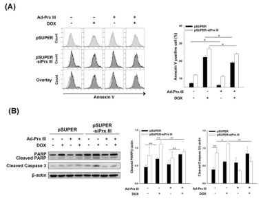 Prx III 재발현 시, doxorubicin에 의한 세포 사멸 완화