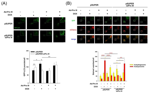 Prx III 재발현 시, doxorubicin에 의한 autophagy flux 억제 회복