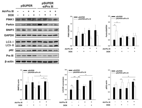 Prx III 재발현 시, doxorubicin에 의한 autophagy flux 억제 회복