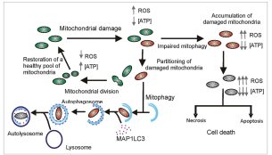 미토콘드리아 pool과 세포 사멸의 관련성