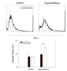 PrxIII 발현 억제 시, H/R에 의한 세포질내 H2O2 증가