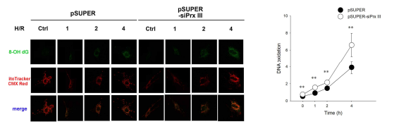 PrxIII 발현 억제 시, H/R에 의한 DNA oxidation의 증가