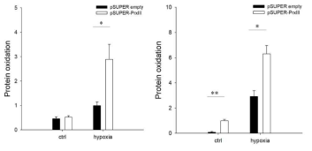 PrxIII 발현 억제 시, H/R에 의한 Protein oxidation의 증가