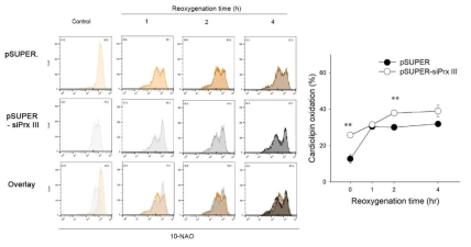 PrxIII 발현 억제 시, H/R에 의한 Lipid oxidation의 증가