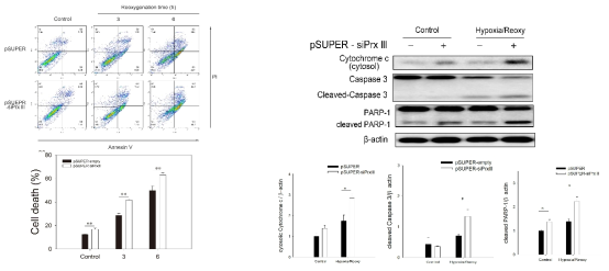 PrxIII 발현 억제 시, H/R에 의한 미토콘드리아 매개성 apoptosis 증가