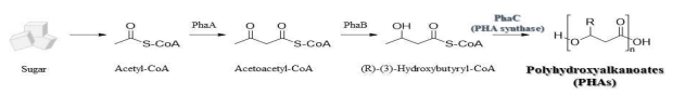 PHA pathway