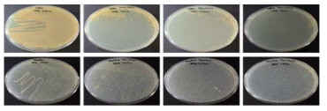 H. shrimpha IBTH01 및 M. haeunpha IBTM02 Kanamycin 항생제 test (위; H. shrimpha IBTH01, 아래; M. haeunpha IBTM02, 왼쪽부터 0,50,100,200 μl/ml)