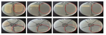 H. shrimpha IBTH01 및 M. haeunpha IBTM02 Ampicillin 항생제 test (위; H. shrimpha IBTH01, 아래; M. haeunpha IBTM02, 왼쪽부터 0,50,100,200 μl/ml)