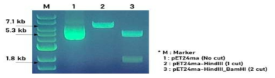 pET24ma::phaC 유전자 크기 확인