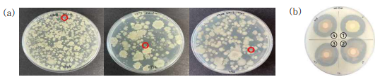 (a) 토양 샘플 배양 결과 (LB, 37℃), (b)Marine PHB double layer plate에서의 halo assay 결과 (1: B. algicola SOL02 (control), 2: PD1, 3: PD2, 4: PD3)