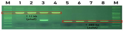 전기영동에서 확인한 Bacillus infantis 3종의 phaZ와 bdhA PCR 결과