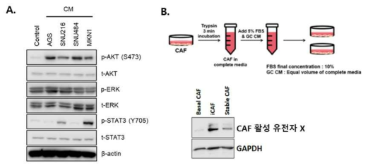 (A) 위암세포주 유래 conditioned media (CM)를 CAF에 처리 시 활성화되는 시그널링 단백질들의 활성 분석 (B) 위암세포주에 의하여 형질변환 된 CAF 세포주를 제 작하였으며 CAF 활성화는 본 연구진이 발견한 CAF 활성 유전자 x (미발표) 의 발현 분 석으로 검증함