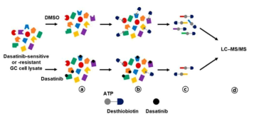 Desthiobiotin-probe를 이용한 dasatinib target profiling을 설명하는 모식도