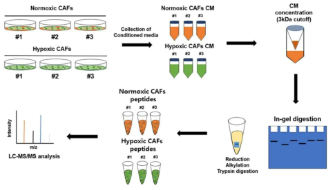 저산소환경에 의하여 조절되는 CAF 분비 단백질체 (secretome) 분석 실험 모식도