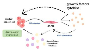 위암세포에 의한 CAF 활성화 기전 규명 연구의 개념