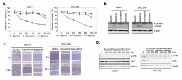 A-C. Dasatinib에 민감성을 가지는 위암세포주가 다른 종류의 SFK 저해제인 saracatinib 과 bosutinib에는 저항성을 가짐을 MTT assay (A), PARP cleavage (B) 분석 그리고 wound-healing assay로 규명함. D. 실험에 사용된 SFK 저해제들의 SRC 인산화 저해 정도가 유사함