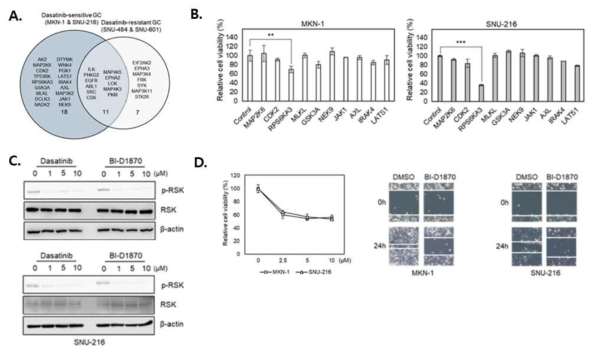 A. Dasatinib에 민감성을 보이는 2종의 위암세포주 (MKN-1&SNU-216) 및 저항성을 보이는 2종의 위암세포주 (SNU-601&SNU-484)에서 dasatinib target 을 venn diagram으로 도식화. B. siRNA 스크리닝을 통해 dasatinib 타겟 중 위암세포의 viability를 조절하는 인산화 효소로서 p90RSK를 발굴함. C. Dasatinib 에 의해 p90RSK의 인산화가 감소함을 발견함. 이는 dasatinib이 primary target인 SRC 이외 ERK 하위 시그널 단백질인 p90RSK를 억제할 수 있음을 제시함. D. p90RSK 저해제에 의하여 위암세포의 viability 및 migration이 감소함을 발견함