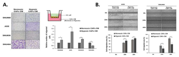 Transwell migration assay (A)와 wound-healing assay (B)를 통하여 저산소환경에 노출된 CAF에 의한 위암의 전이가 증가함을 발견함