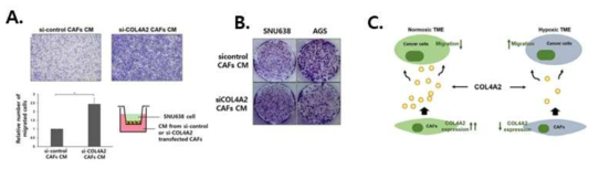 Normoxic CAF의 COL4A2 유전자 knockdown 시 CAF에 의한 위암세포의 migration 과 viability가 증가함을 transwell migration assay (A)와 clonogenic assay (B)를 통하여 발견함. (C) 본 연구의 결론을 도식화 함