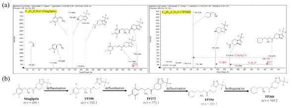 (a) LC-QTOF-MS를 통한 sitagliptin 및 환원 부산물에 대한 MS/MS 분석. (b) sitagliptin의 환원적 분해 경로