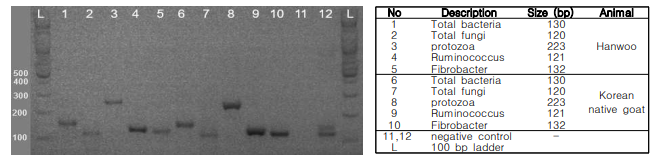 DNA gel electrophoresis results of PCR product for ruminal microorganisms