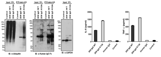 정제한 3D8 IgG WT과 3D8 IgG-K13A 변이체의 ubiquitination을 확인한 IP-western blot 결과(좌) 및 3D8 IgG 항체의 세포 유입시 분비되는 IL-8, TNF-α을 정량하기 위한 ELISA (우)