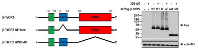 β-TrCP2과 β-TrCP2ΔF-box, β-TrCP2ΔWD-40의 도메인에 대한 모식도(좌)와 HEK293T 세 포에서 발현시킨 β-TrCP2과 β-TrCP2ΔF-box, β-TrCP2ΔWD-40의 western blot 결과(우)