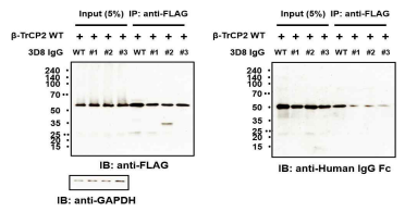 β-TrCP2와 3D8 IgG 변이체의 결합을 확인한 Western blot 결과